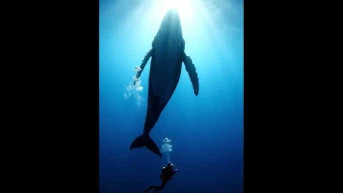 蛋炒饭电影下载 - 深蓝星球：探索海洋深处的未知世界
